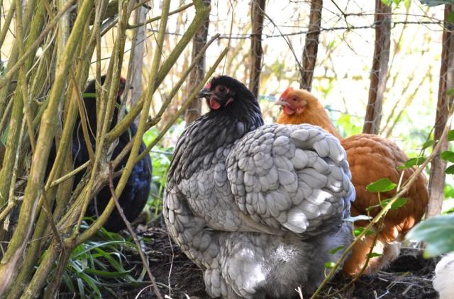 Guide - Få tips til høns og hønsehus i haven
